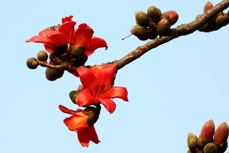 如何使木棉在圣诞开花?如何使木棉在圣诞开花中生长?-第3张图片-优品飞百科 如何使木棉在圣诞开花?如何使木棉在圣诞开花中生长?-第3张图片-优品飞百科