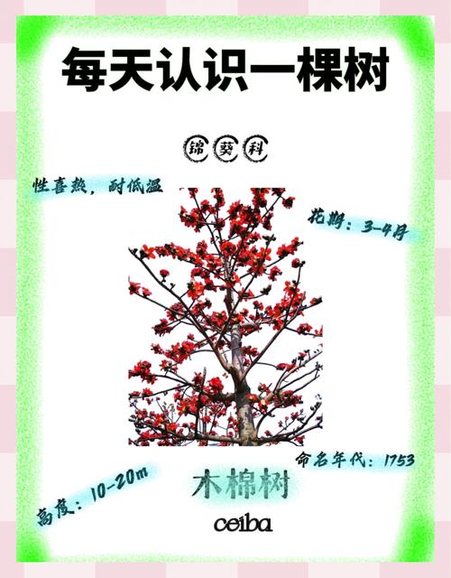 如何使木棉在圣诞开花?如何使木棉在圣诞开花中生长?-第5张图片-优品飞百科 如何使木棉在圣诞开花?如何使木棉在圣诞开花中生长?-第5张图片-优品飞百科