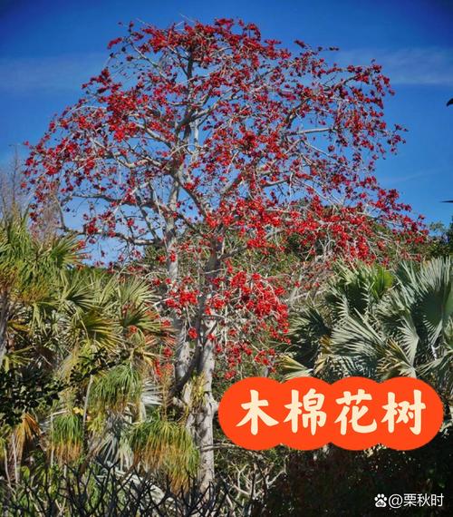 如何使木棉在圣诞开花?如何使木棉在圣诞开花中生长?-第7张图片-优品飞百科 如何使木棉在圣诞开花?如何使木棉在圣诞开花中生长?-第7张图片-优品飞百科