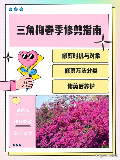 三角梅春天可以剪枝吗?三角梅春天可以剪枝吗怎么剪?-第1张图片-优品飞百科 三角梅春天可以剪枝吗?三角梅春天可以剪枝吗怎么剪?-第1张图片-优品飞百科