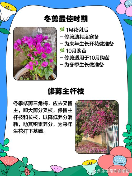 三角梅春天可以剪枝吗?三角梅春天可以剪枝吗怎么剪?-第2张图片-优品飞百科 三角梅春天可以剪枝吗?三角梅春天可以剪枝吗怎么剪?-第2张图片-优品飞百科