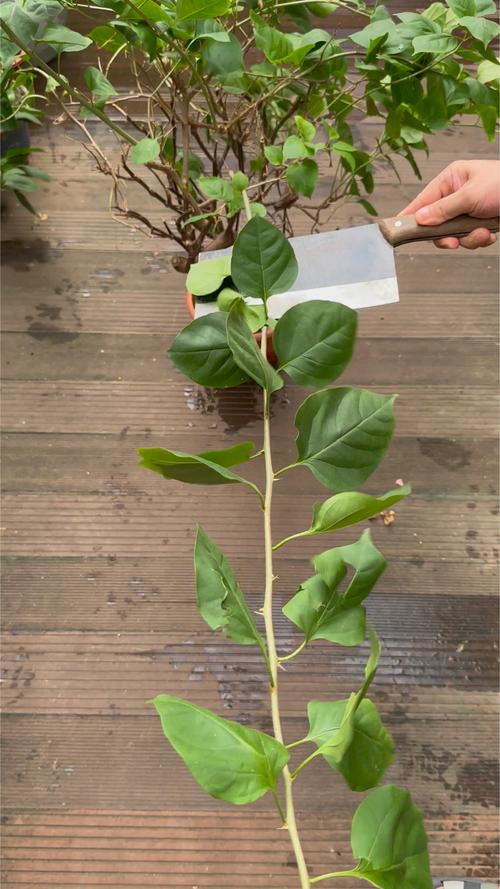 三角梅春天可以剪枝吗?三角梅春天可以剪枝吗怎么剪?-第3张图片-优品飞百科 三角梅春天可以剪枝吗?三角梅春天可以剪枝吗怎么剪?-第3张图片-优品飞百科