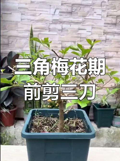 三角梅春天可以剪枝吗?三角梅春天可以剪枝吗怎么剪?-第4张图片-优品飞百科 三角梅春天可以剪枝吗?三角梅春天可以剪枝吗怎么剪?-第4张图片-优品飞百科