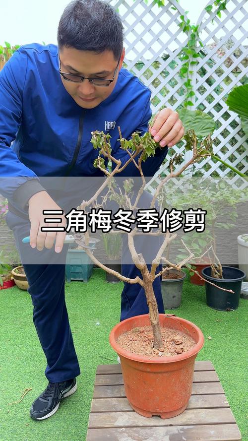 三角梅春天可以剪枝吗?三角梅春天可以剪枝吗怎么剪?-第5张图片-优品飞百科 三角梅春天可以剪枝吗?三角梅春天可以剪枝吗怎么剪?-第5张图片-优品飞百科