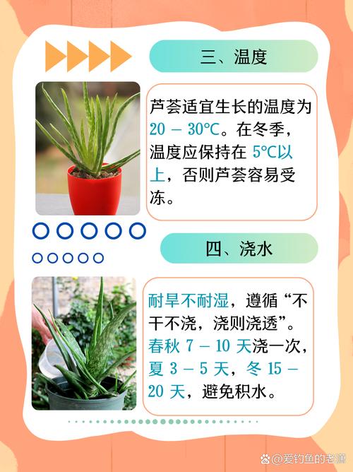 芦荟怎么养才能更旺盛？芦荟怎么养才能更旺盛开花？-第2张图片-优品飞百科