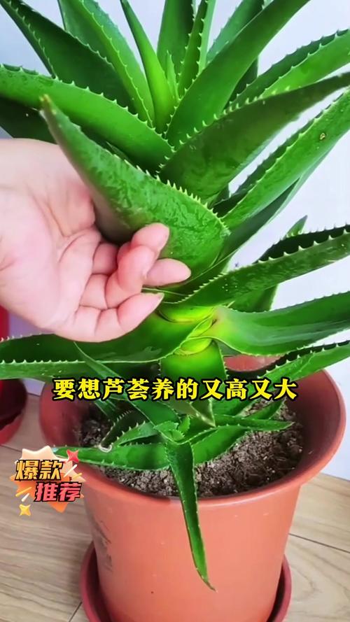 芦荟怎么养才能更旺盛？芦荟怎么养才能更旺盛开花？-第3张图片-优品飞百科