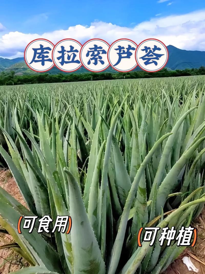 芦荟怎么养才能更旺盛？芦荟怎么养才能更旺盛开花？-第6张图片-优品飞百科