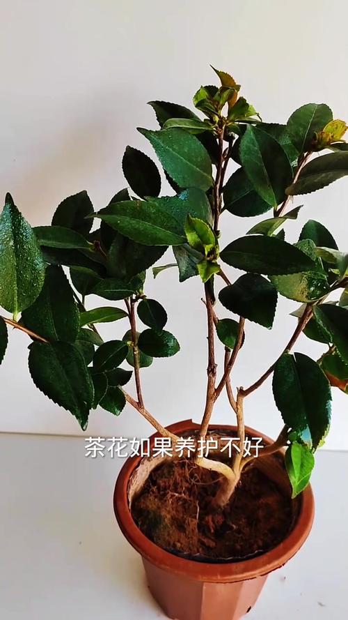 茶花掉叶子的补救方法，茶花掉叶子的补救方法掉光