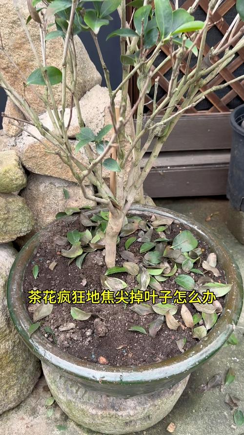 茶花掉叶子的补救方法，茶花掉叶子的补救方法掉光-第2张图片-优品飞百科