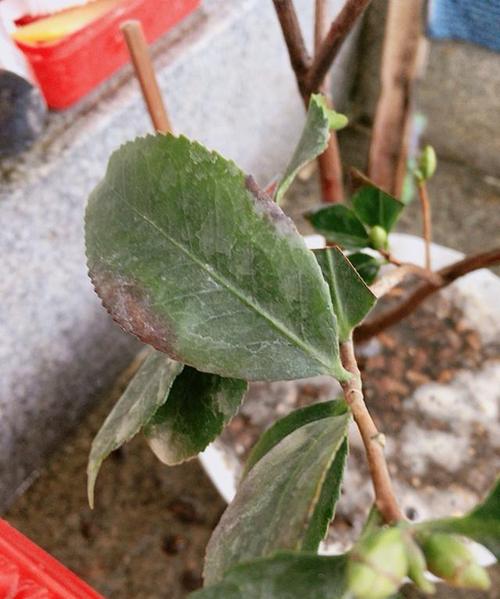茶花掉叶子的补救方法，茶花掉叶子的补救方法掉光-第3张图片-优品飞百科