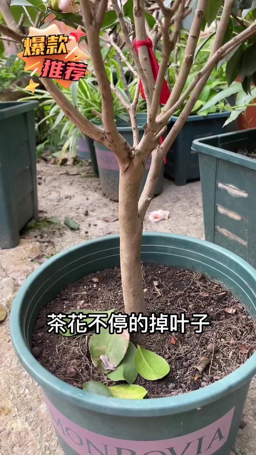茶花掉叶子的补救方法，茶花掉叶子的补救方法掉光-第4张图片-优品飞百科