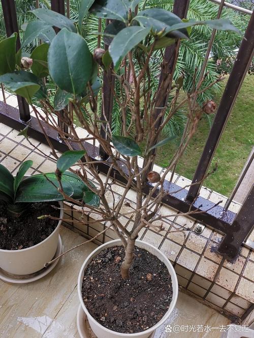 茶花掉叶子的补救方法，茶花掉叶子的补救方法掉光-第5张图片-优品飞百科