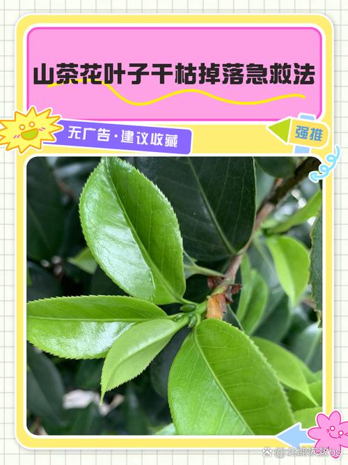 茶花掉叶子的补救方法，茶花掉叶子的补救方法掉光-第6张图片-优品飞百科