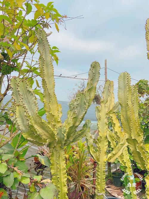 大戟阁锦扦插方法，大戟阁的寓意？