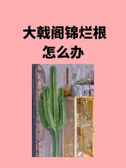 大戟阁锦扦插方法，大戟阁的寓意？-第4张图片-优品飞百科