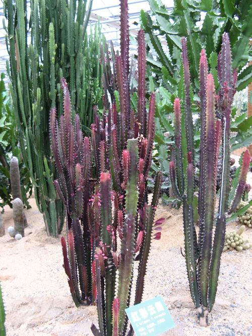 大戟阁锦扦插方法，大戟阁的寓意？-第6张图片-优品飞百科