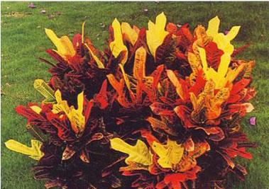 大戟阁锦扦插方法，大戟阁的寓意？-第7张图片-优品飞百科