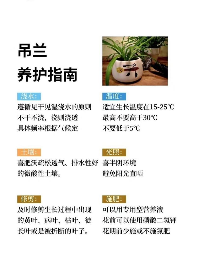 吊兰秋天怎么养，吊兰适合秋季栽培吗?？