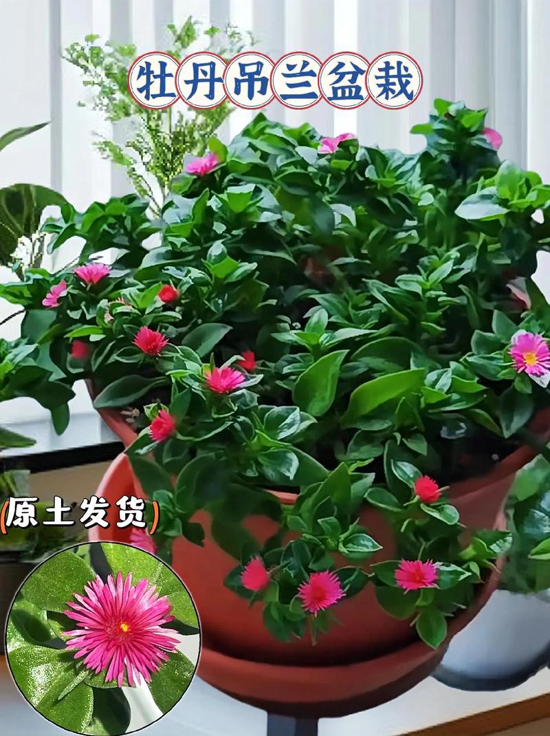 吊兰秋天怎么养，吊兰适合秋季栽培吗?？-第3张图片-优品飞百科