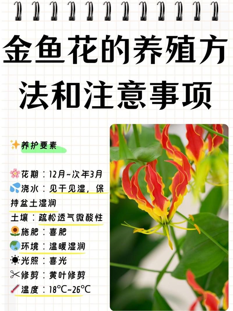 吊兰秋天怎么养，吊兰适合秋季栽培吗?？-第6张图片-优品飞百科