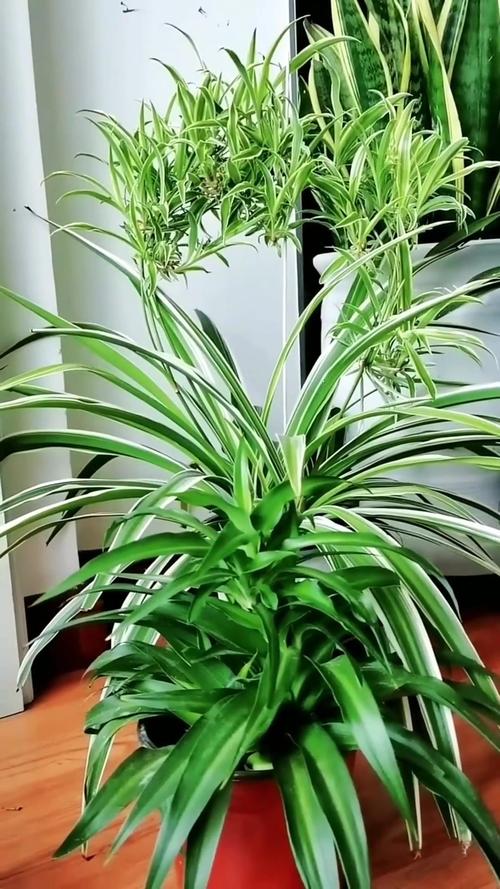 吊兰秋天怎么养，吊兰适合秋季栽培吗?？-第7张图片-优品飞百科