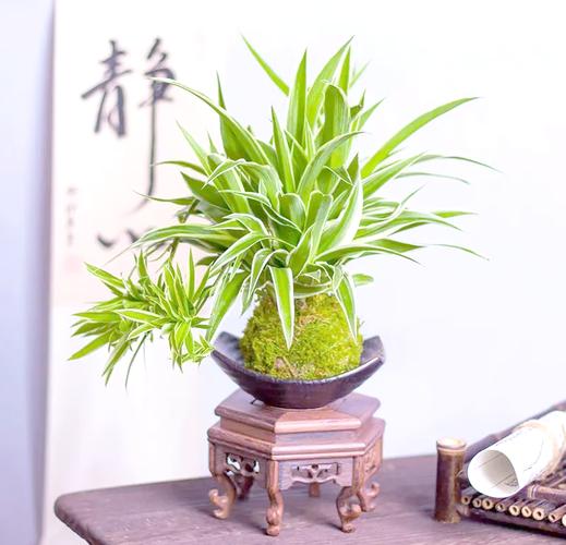 吊兰秋天怎么养，吊兰适合秋季栽培吗?？-第8张图片-优品飞百科