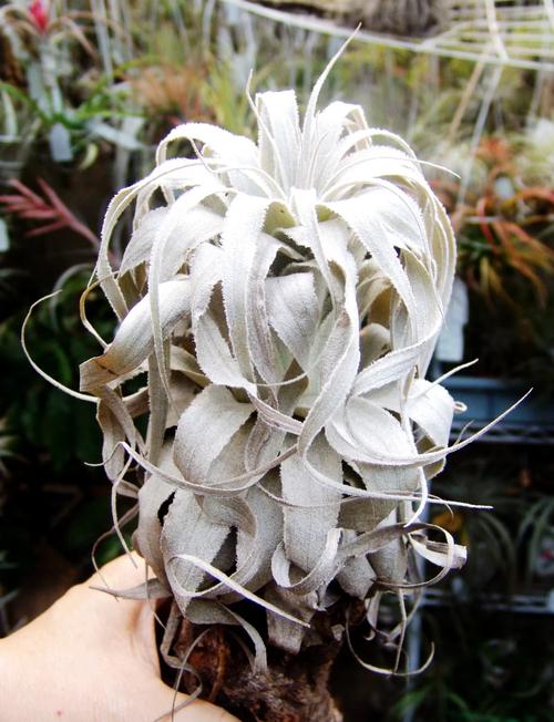 空气凤梨怎么养？空气凤梨怎么养长得快？