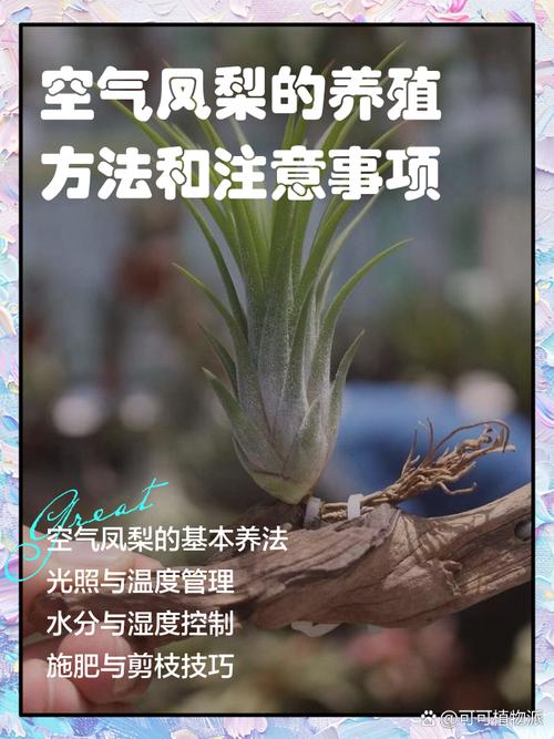 空气凤梨怎么养?空气凤梨怎么养长得快?-第2张图片-优品飞百科 空气凤梨怎么养?空气凤梨怎么养长得快?-第2张图片-优品飞百科