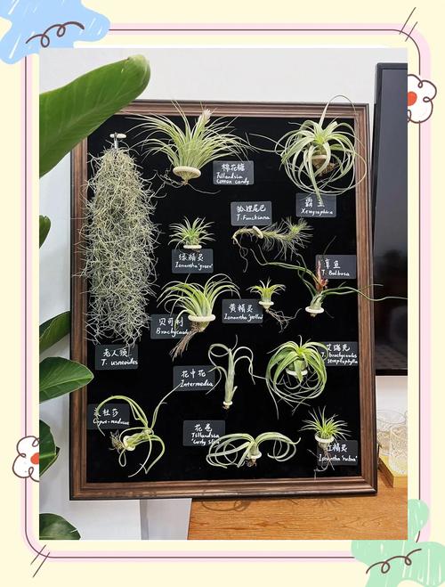 空气凤梨怎么养?空气凤梨怎么养长得快?-第3张图片-优品飞百科 空气凤梨怎么养?空气凤梨怎么养长得快?-第3张图片-优品飞百科