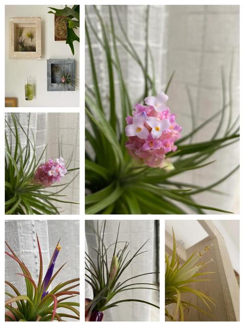 空气凤梨怎么养?空气凤梨怎么养长得快?-第4张图片-优品飞百科 空气凤梨怎么养?空气凤梨怎么养长得快?-第4张图片-优品飞百科