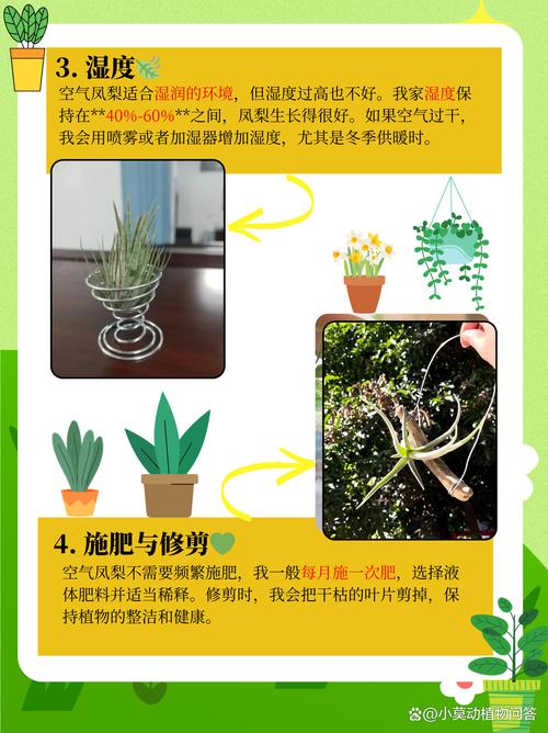 空气凤梨怎么养?空气凤梨怎么养长得快?-第5张图片-优品飞百科 空气凤梨怎么养?空气凤梨怎么养长得快?-第5张图片-优品飞百科