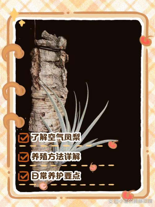 空气凤梨怎么养?空气凤梨怎么养长得快?-第6张图片-优品飞百科 空气凤梨怎么养?空气凤梨怎么养长得快?-第6张图片-优品飞百科