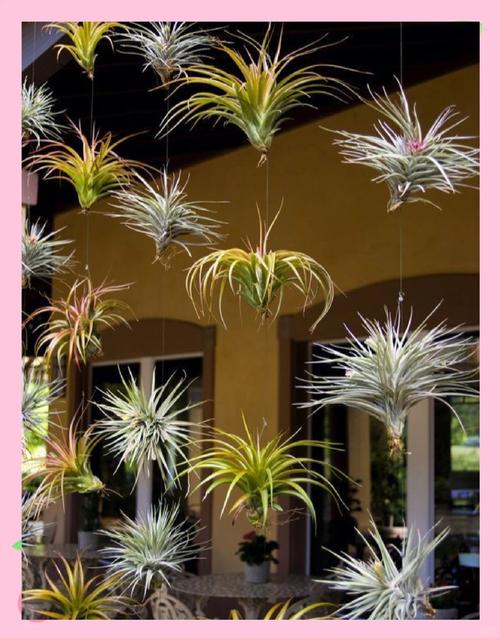 空气凤梨怎么养?空气凤梨怎么养长得快?-第7张图片-优品飞百科 空气凤梨怎么养?空气凤梨怎么养长得快?-第7张图片-优品飞百科