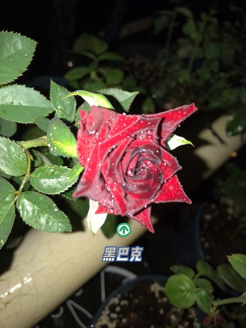 月季石榴冬天怎么养护？正宗月季石榴？-第1张图片-优品飞百科