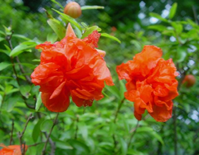 月季石榴冬天怎么养护？正宗月季石榴？-第2张图片-优品飞百科