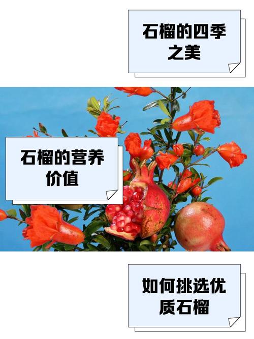 月季石榴冬天怎么养护？正宗月季石榴？-第3张图片-优品飞百科