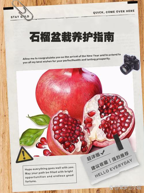 月季石榴冬天怎么养护？正宗月季石榴？-第4张图片-优品飞百科