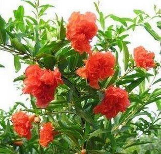 月季石榴冬天怎么养护？正宗月季石榴？-第5张图片-优品飞百科