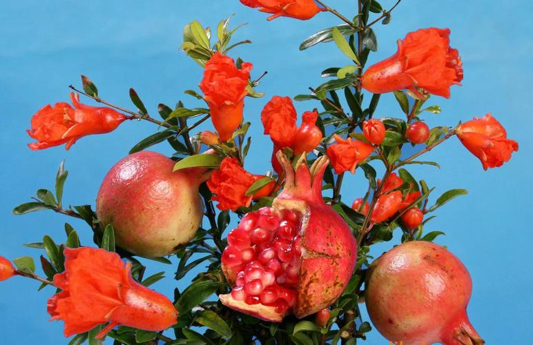 月季石榴冬天怎么养护？正宗月季石榴？-第6张图片-优品飞百科