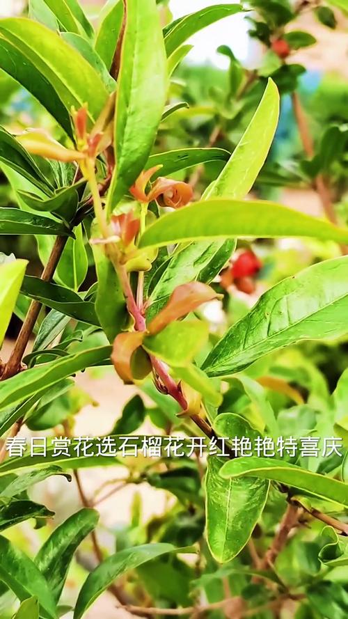 月季石榴冬天怎么养护？正宗月季石榴？-第7张图片-优品飞百科