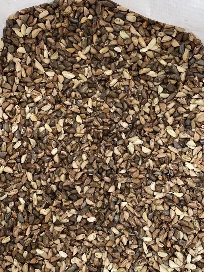 桃花播种方法，用来观赏的桃花怎样种？-第2张图片-优品飞百科