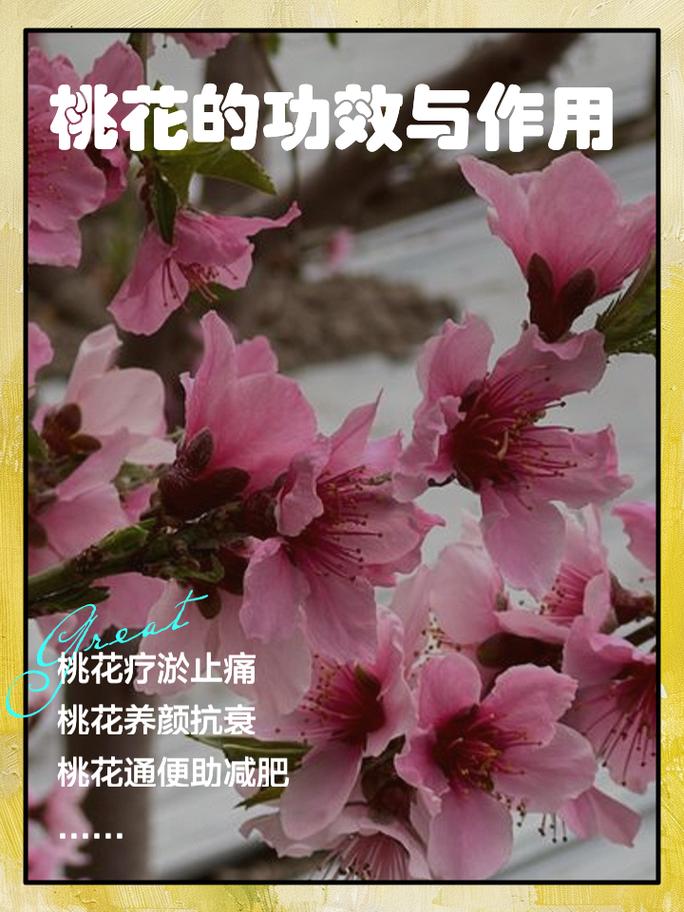 桃花播种方法，用来观赏的桃花怎样种？-第4张图片-优品飞百科
