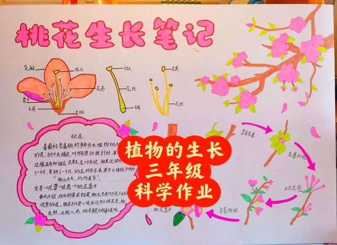 桃花播种方法，用来观赏的桃花怎样种？-第7张图片-优品飞百科