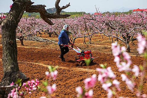 桃花播种方法，用来观赏的桃花怎样种？-第8张图片-优品飞百科