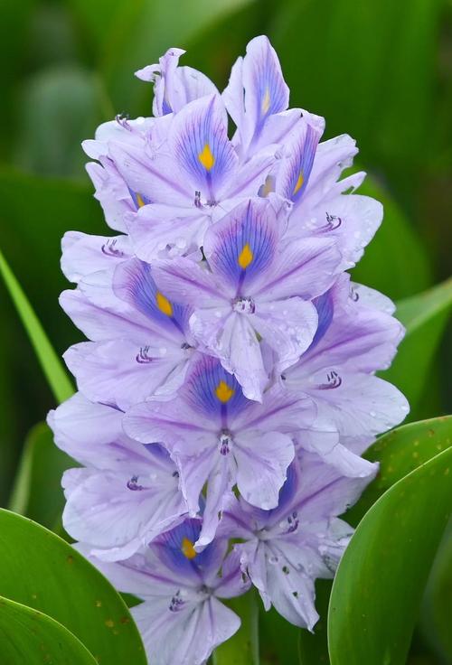 凤眼蓝的养殖方法和注意事项，凤眼蓝的养殖方法和注意事项有哪些-第3张图片-优品飞百科