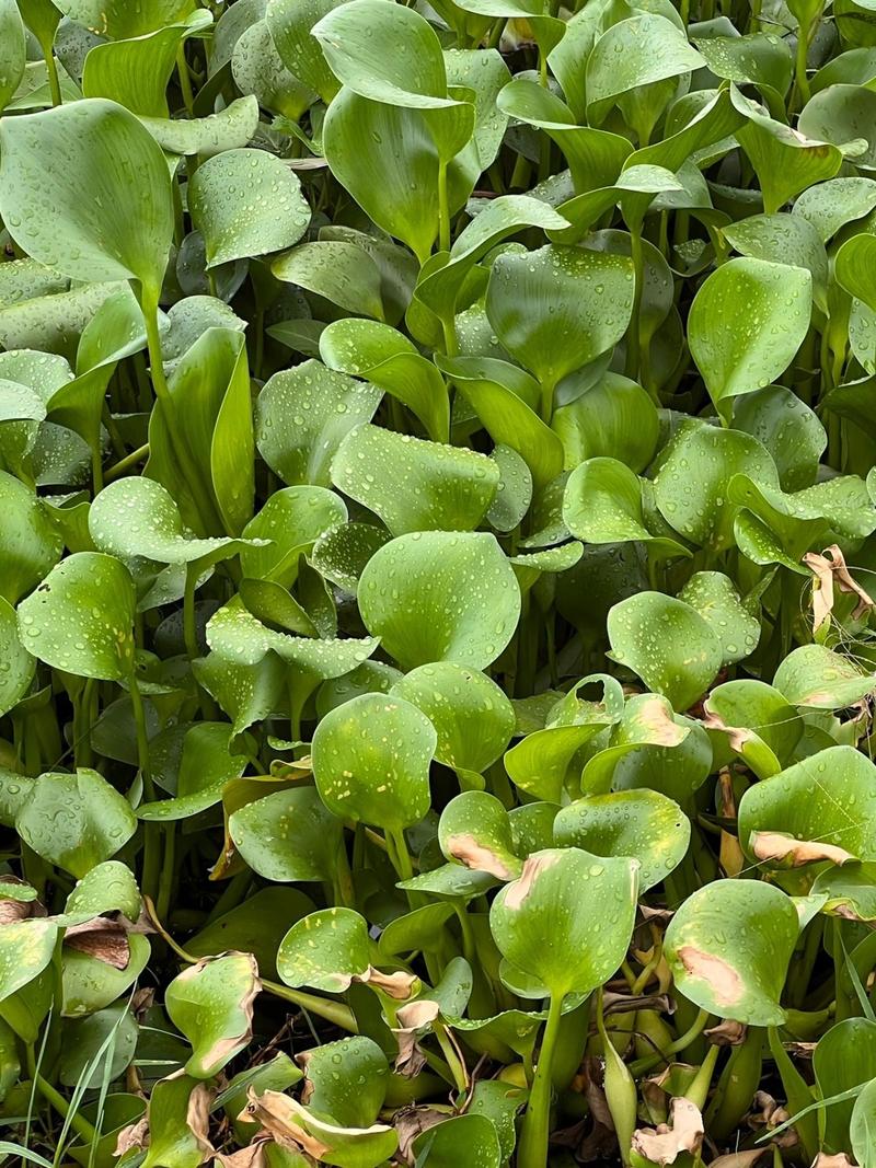 凤眼蓝的养殖方法和注意事项，凤眼蓝的养殖方法和注意事项有哪些-第2张图片-优品飞百科