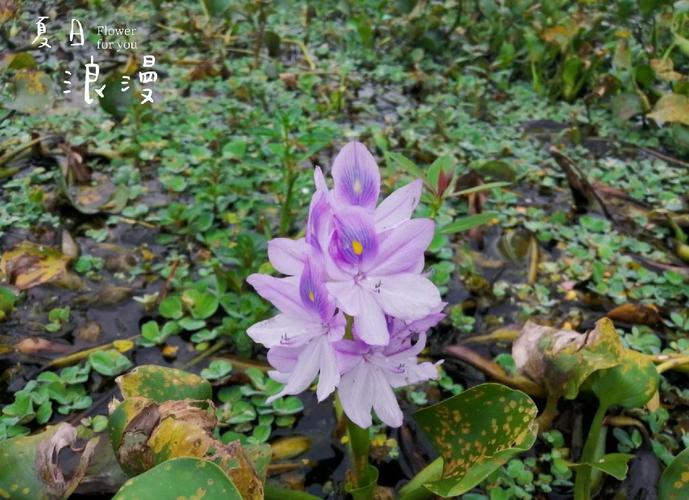 凤眼蓝的养殖方法和注意事项，凤眼蓝的养殖方法和注意事项有哪些-第4张图片-优品飞百科