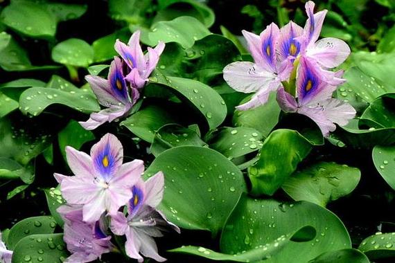 凤眼蓝的养殖方法和注意事项，凤眼蓝的养殖方法和注意事项有哪些-第5张图片-优品飞百科