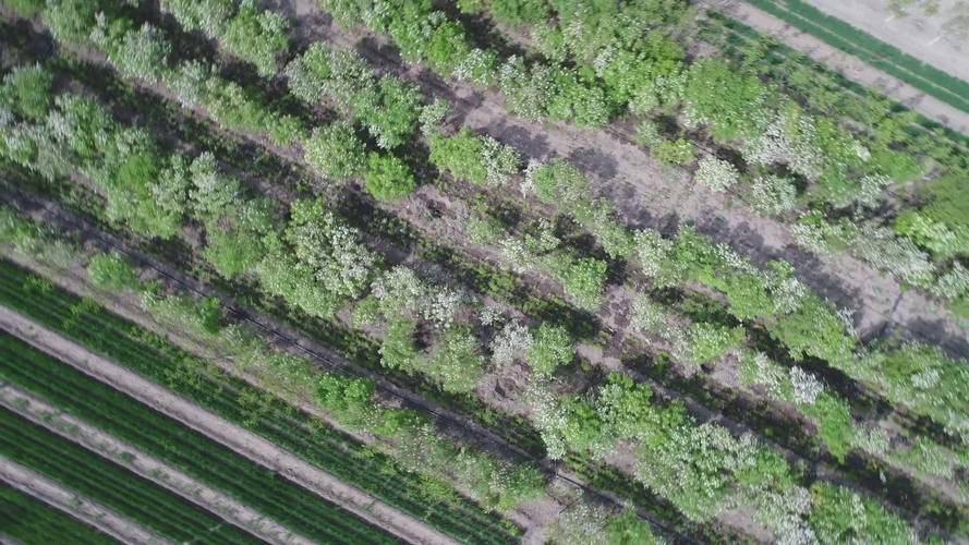 文冠果怎么种植，文冠果怎么种植?