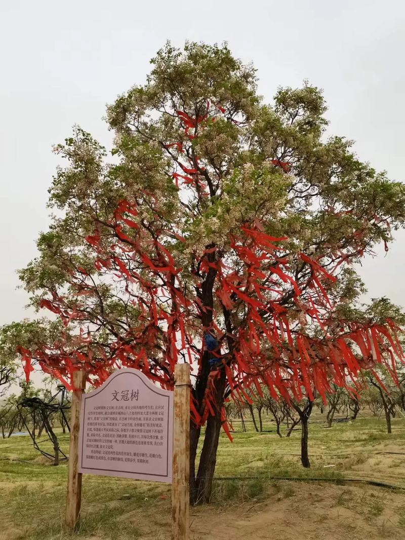 文冠果怎么种植，文冠果怎么种植?-第2张图片-优品飞百科